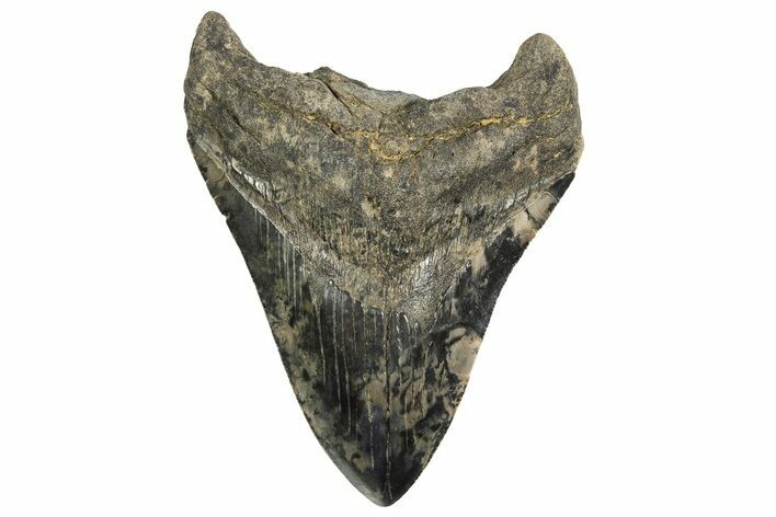 Serrated, Fossil Megalodon Tooth - South Carolina #321224